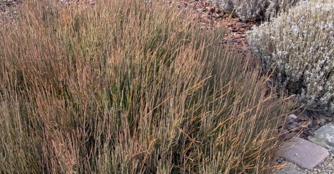 Ephedra gerardiana